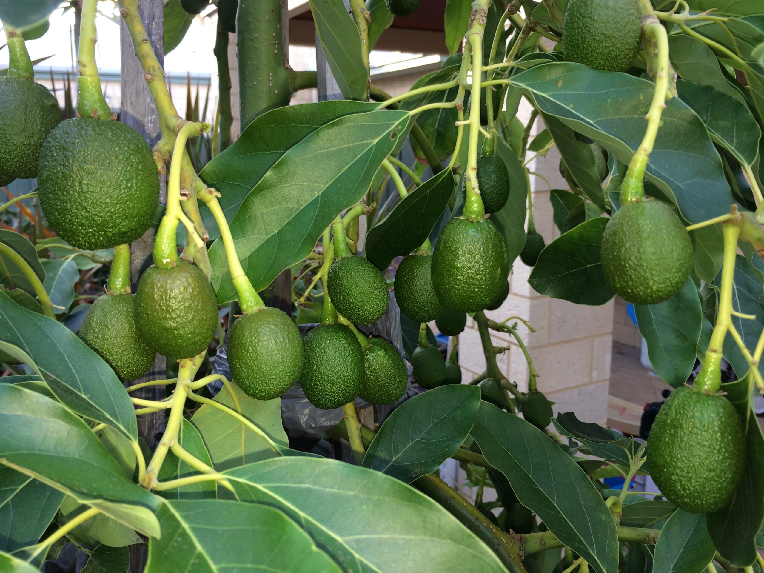 dwarf avocado lamb hass a 7675
