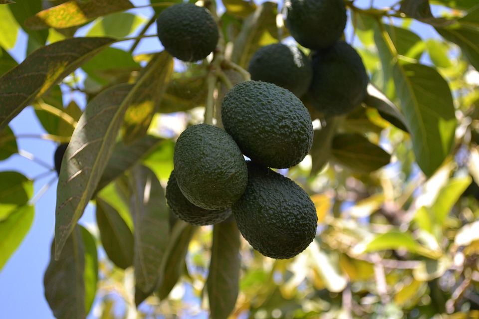 avocado 80