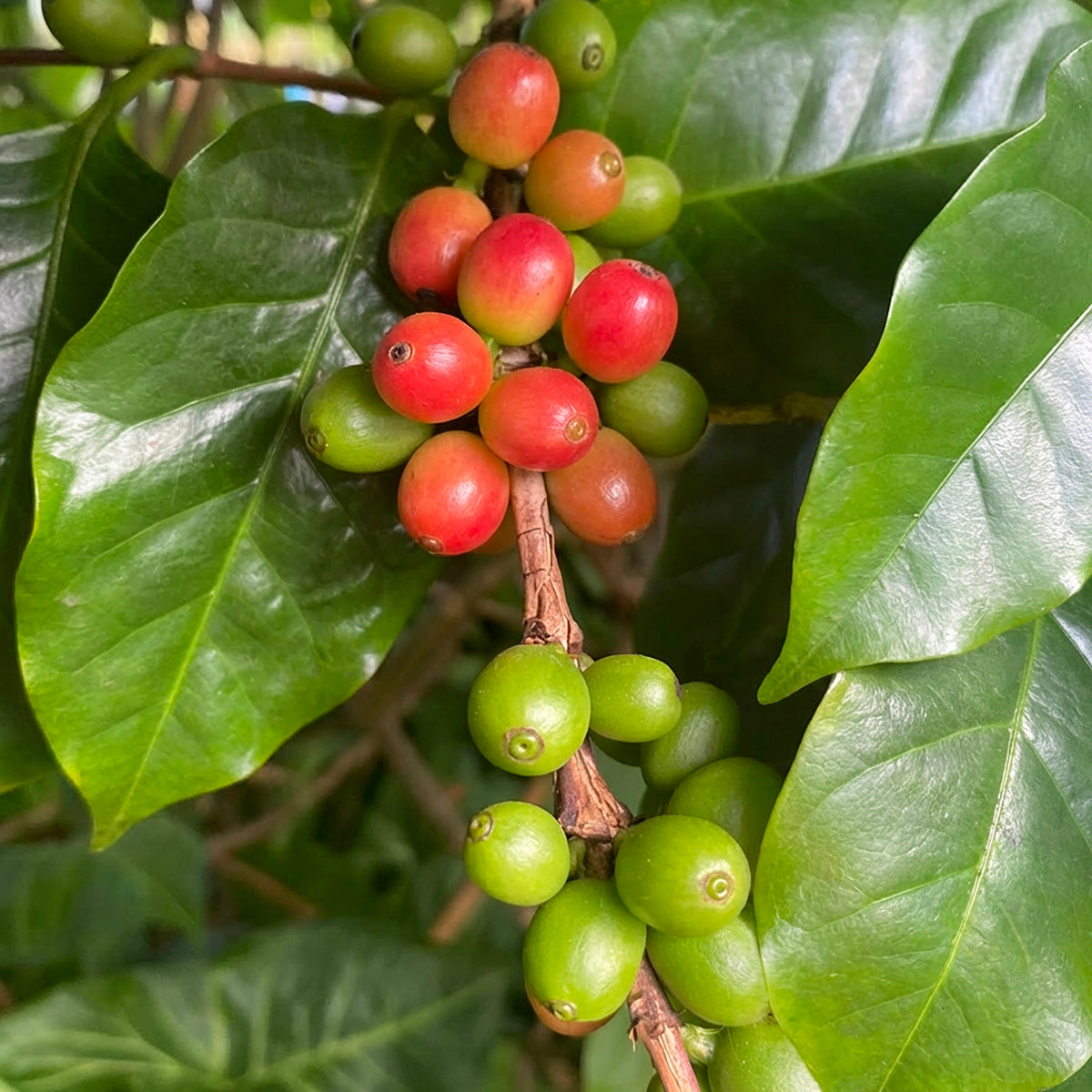coffea arabica 2 sm