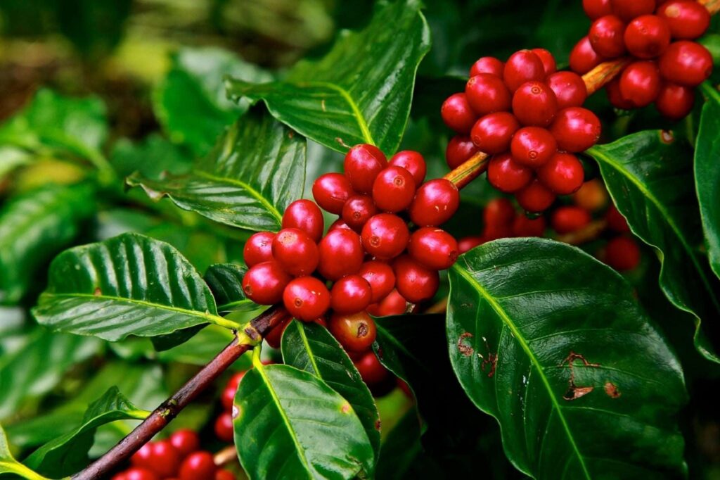 coffee beans 1567389746ptu